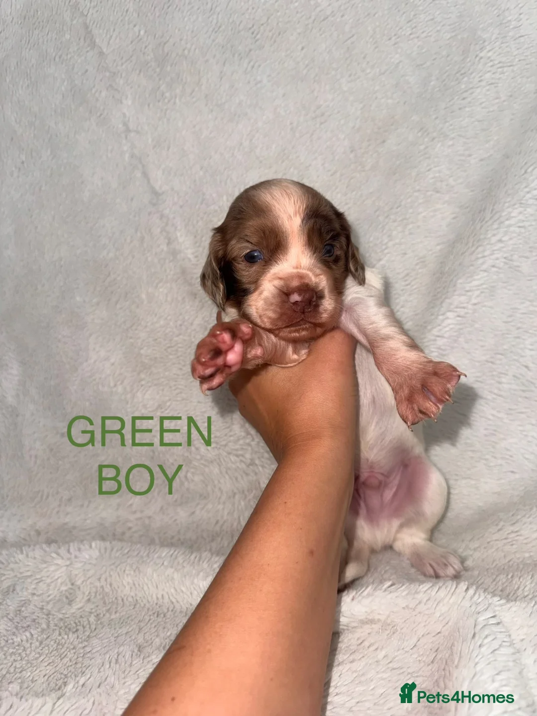 English Springer Spaniel dogs for sale: 🐾 Beautiful Springer Spaniel Puppies - Advert 2