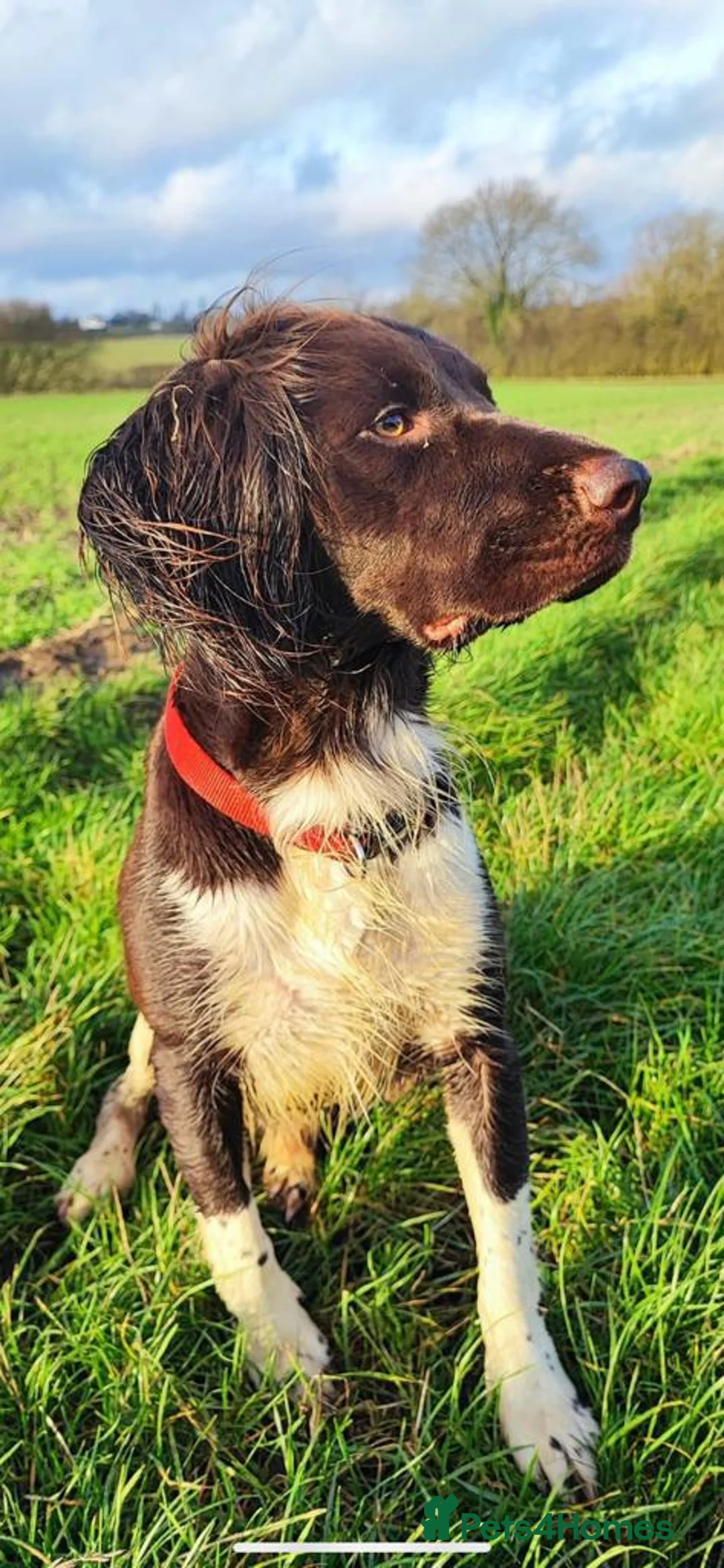 English Springer Spaniel dogs for stud: Working English Springer Spaniel Stud Health Test in Chelmsford - Advert 38