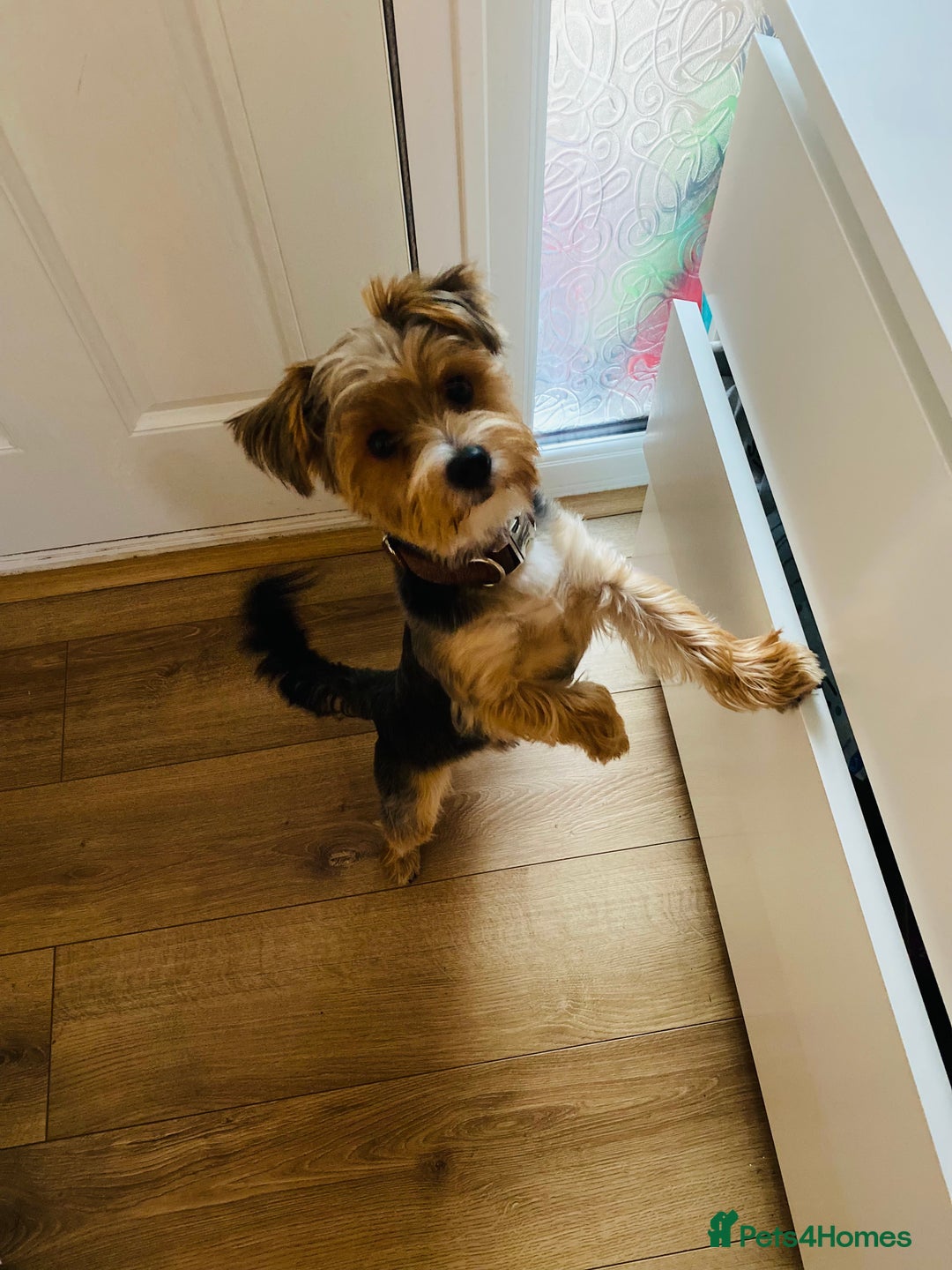 Yorkshire Terrier dogs for stud: 🐶 Yorkshire Terrier Stud Available 🐶 - Advert 12