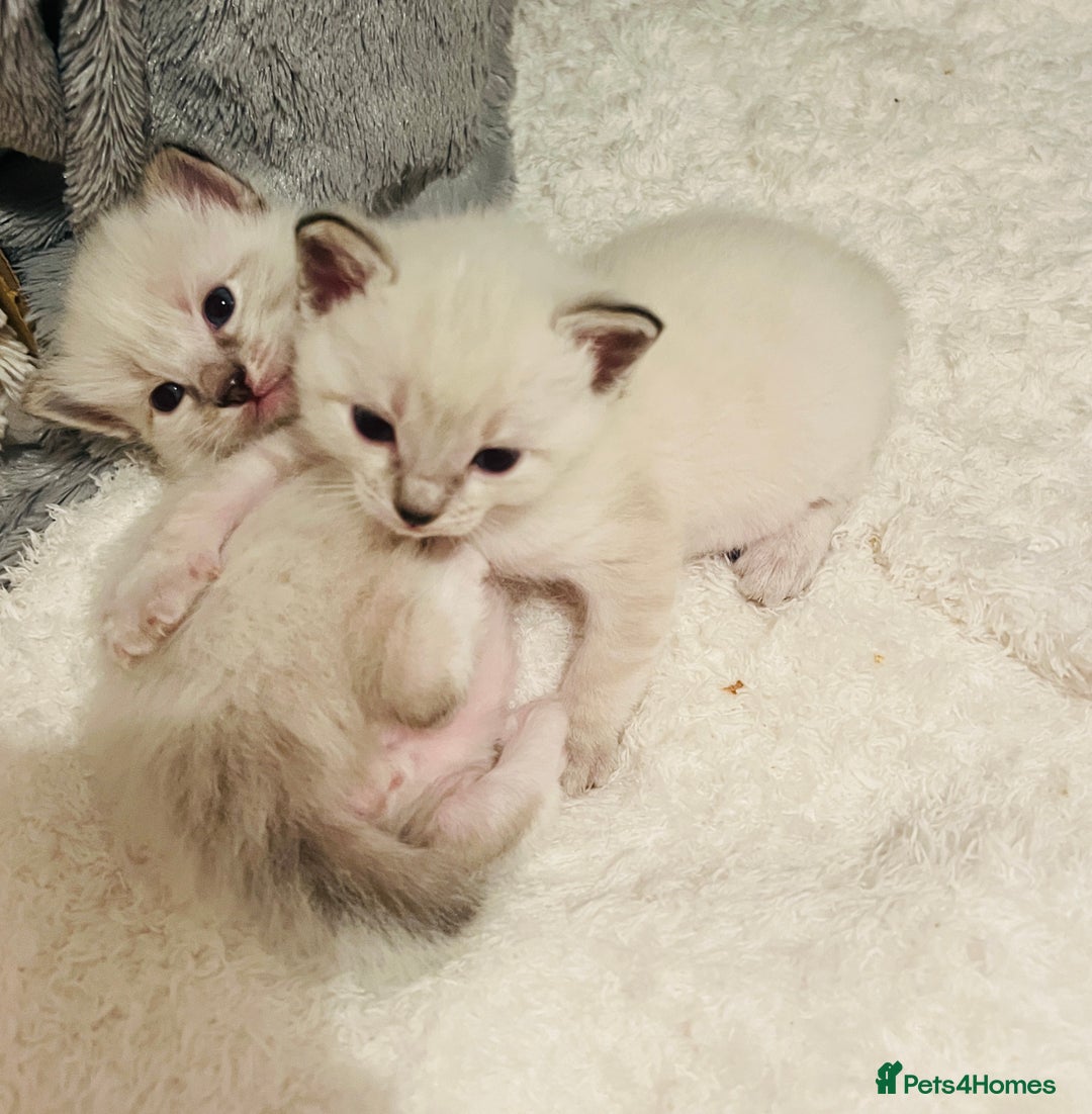 Ragdoll cats for sale: Ragdoll-mix Kittens – Ready 7th March (1 Reserved) - Advert 5