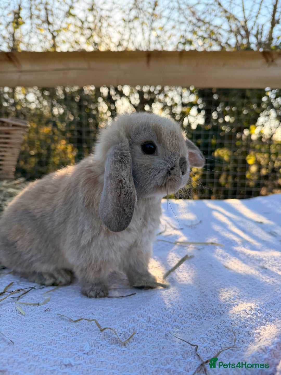 Mini Lop rabbits for sale: Mini Lop bunnies  - Advert 36