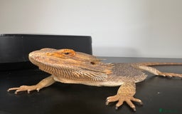 Bearded Dragon reptiles for sale: Bearded dragon  - Advert 2