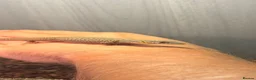 Monitor reptiles for sale: Baby Ackie Monitors - Advert 3