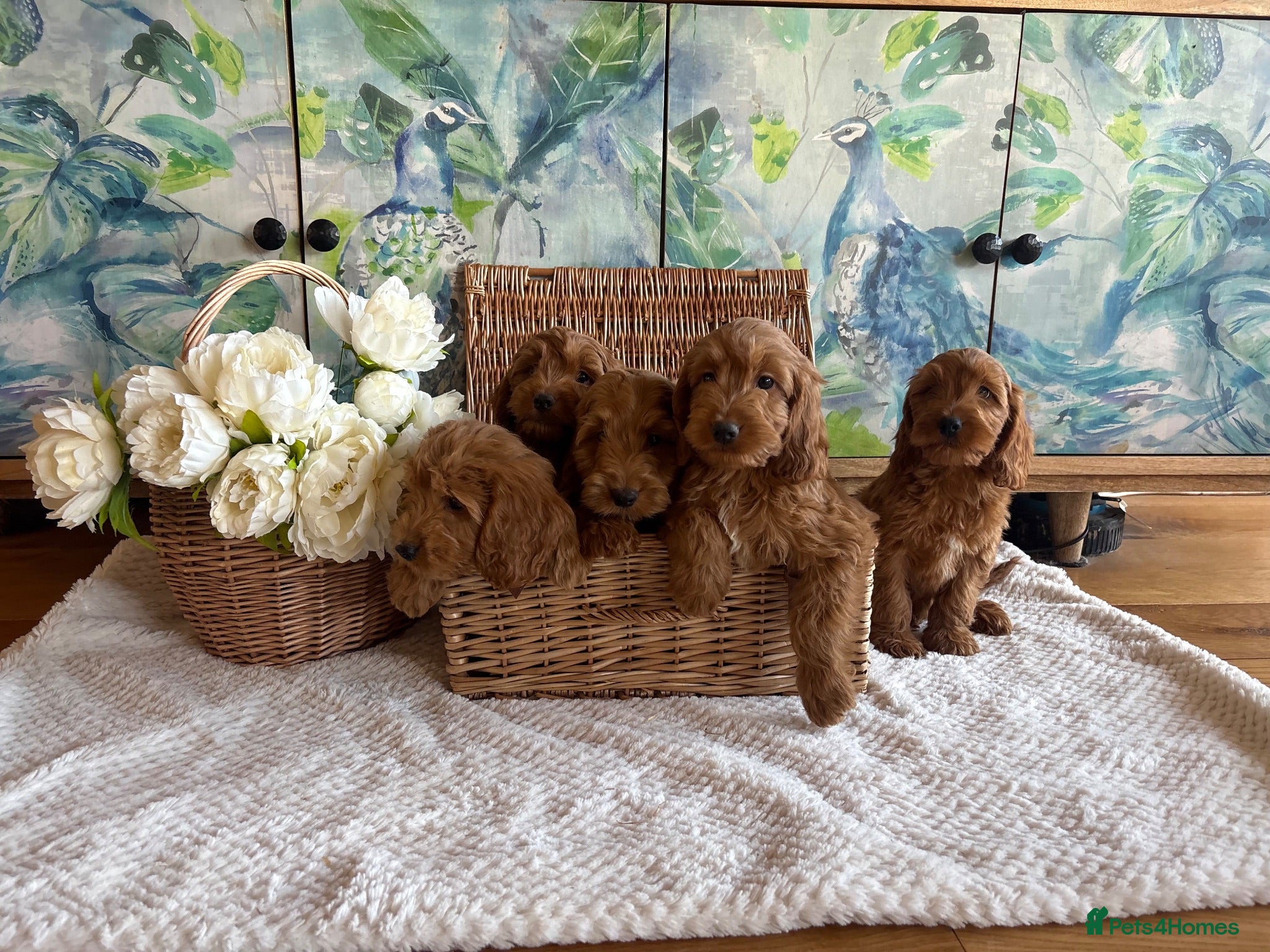 Cockapoo dogs Cockapoo F1 show type pups, PRIZEWINNING LINES  - Advert 2