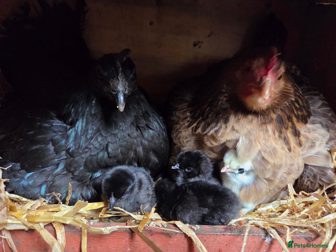 Chickens poultry for sale: FREE Sumatra roosters young friendly birds - Image 8