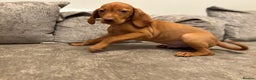 Hungarian Vizsla dogs for sale: Ready to leave KC Registered Vizsla Puppy  - Advert 6