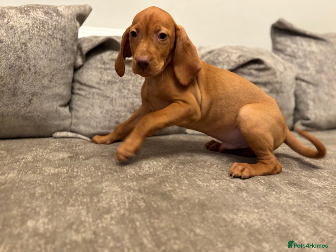 Hungarian Vizsla dogs for sale: Ready to leave KC Registered Vizsla Puppy  - Advert 6
