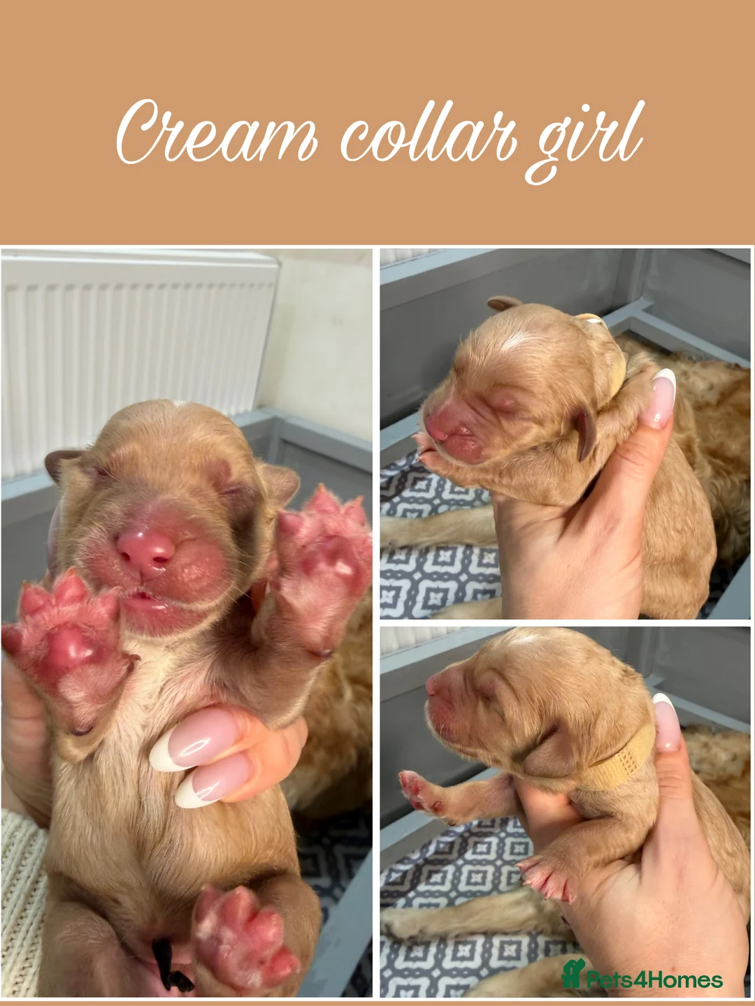 Goldendoodle dogs for sale: Top Quality F1 Bicolour Goldendoodle  - Advert 8