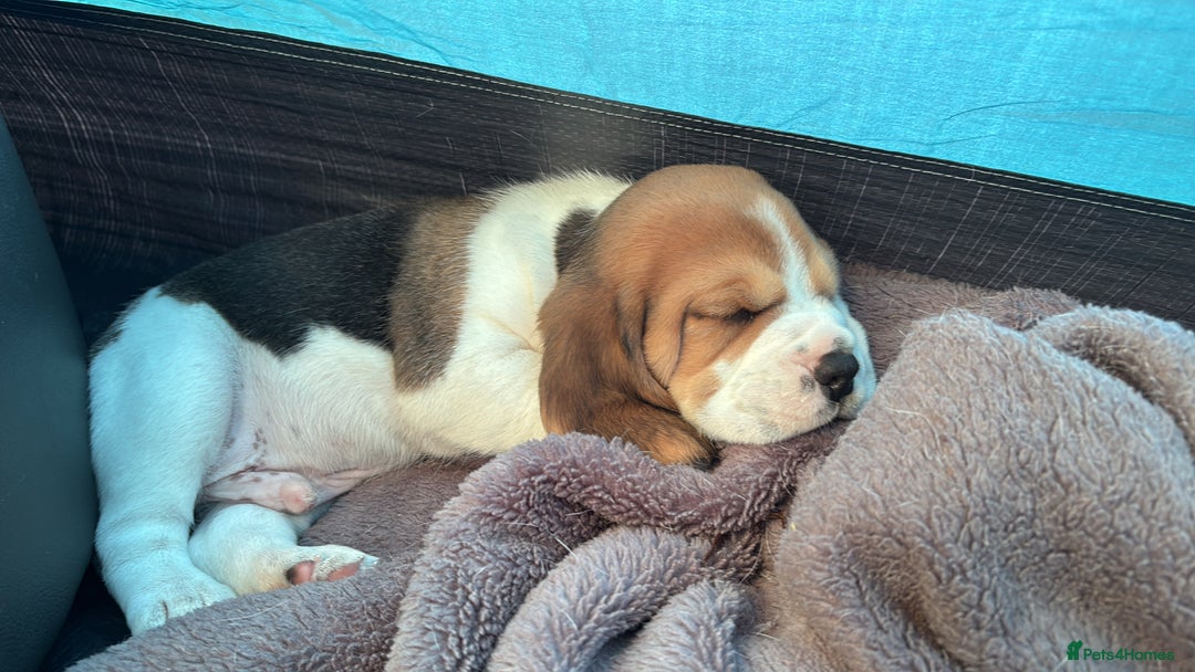 Beagle dogs for sale: Male Beagle Puppies  - Image 22