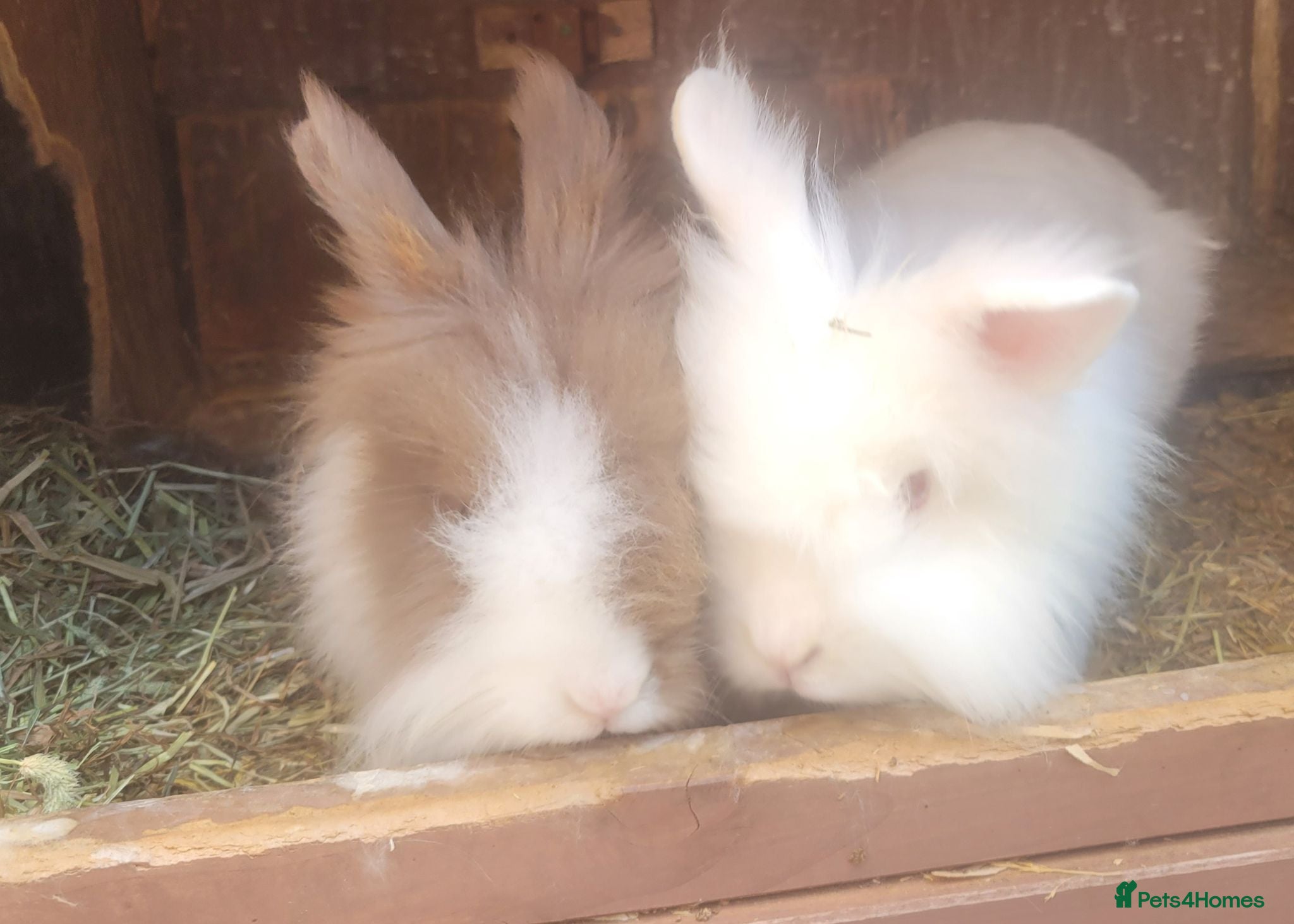 Lionhead rabbits double Maine lionhead bunnys - Advert 1