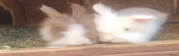 Lionhead rabbits for sale: double Maine lionhead bunnys in Norwich - Advert 1