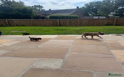 Border Terrier dogs for sale: Quality border terrier pups - Image 6