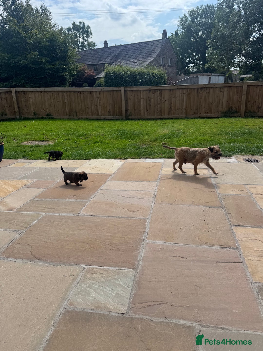 Border Terrier dogs for sale: Quality border terrier pups - Image 6