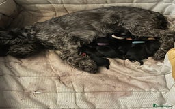 Miniature Schnauzer dogs for sale: KC miniature schnauzer puppies  - Image 17