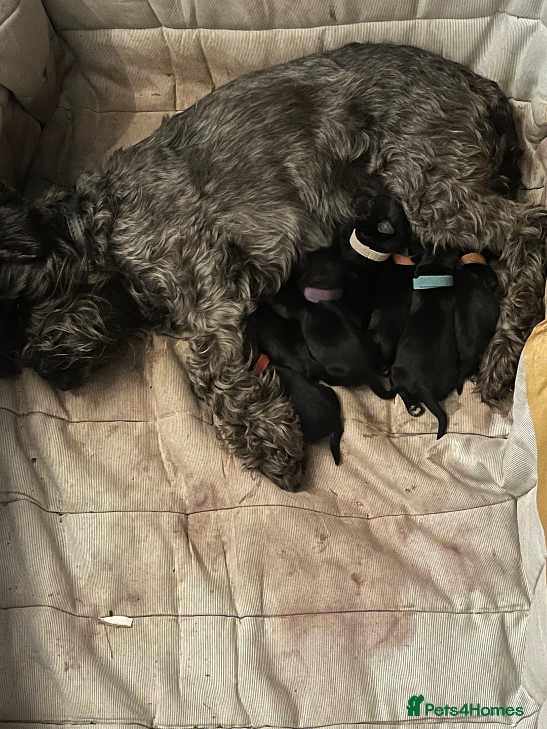 Miniature Schnauzer dogs for sale: KC miniature schnauzer puppies  - Image 17