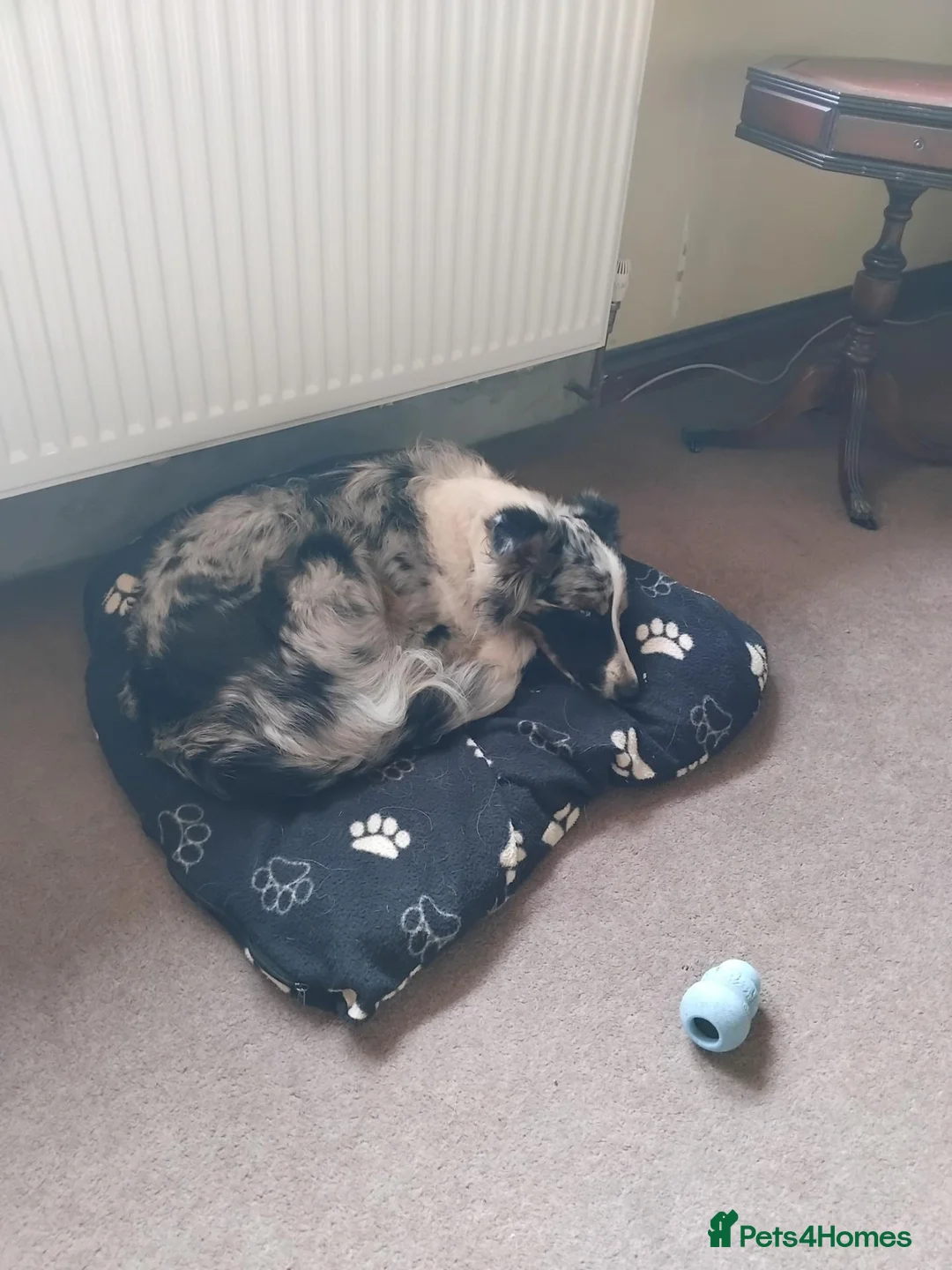 Border Collie dogs for adoption: Nate - Merle Collie for Adoption in Highbridge - Advert 2