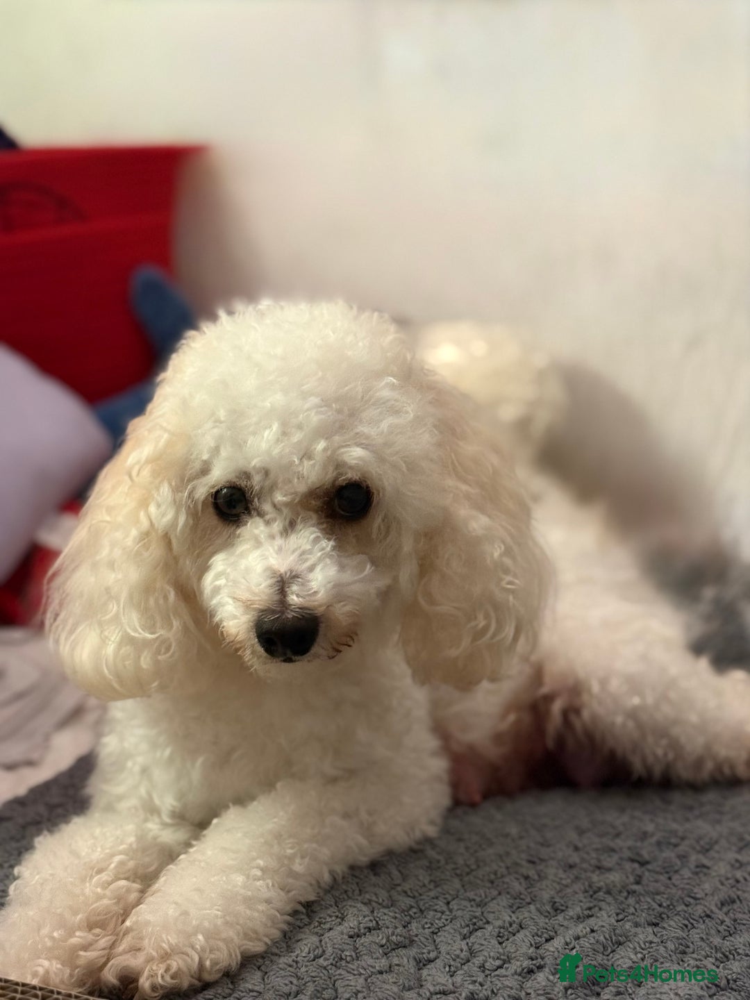 Miniature Poodle dogs for sale: Beautiful Miniature Poodles For Sale  - Image 7