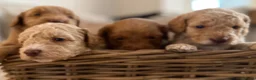Cockapoo dogs for sale: ⭐⭐OUTSTANDING COCKAPOO PUPPIES⭐⭐ in Melton Mowbray - Advert 13