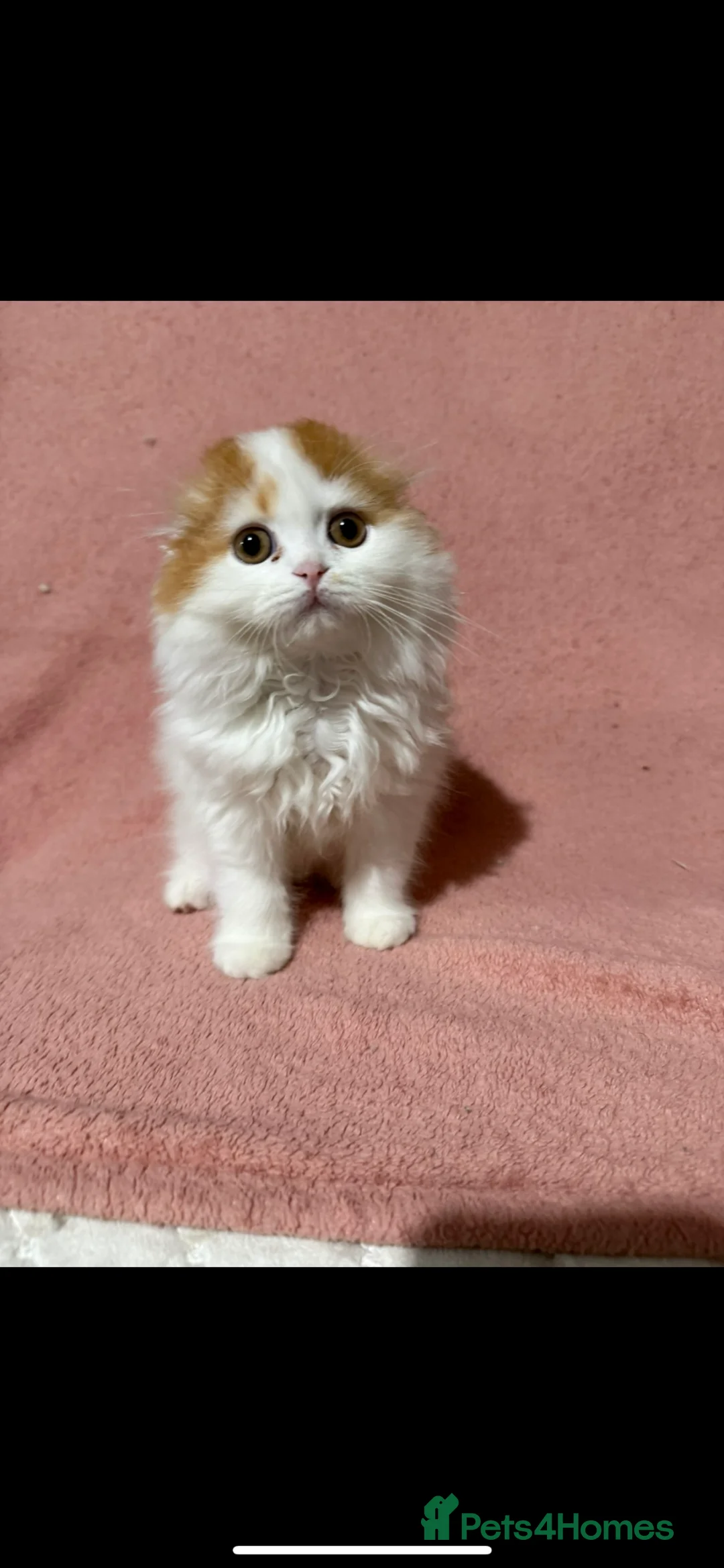Scottish Fold cats for sale: Beautiful Scottish Fold × Ragdoll mix kittens   - Advert 39