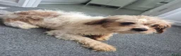 Cavachon dogs for sale: Cavachon pups  in Llanelli - Advert 9