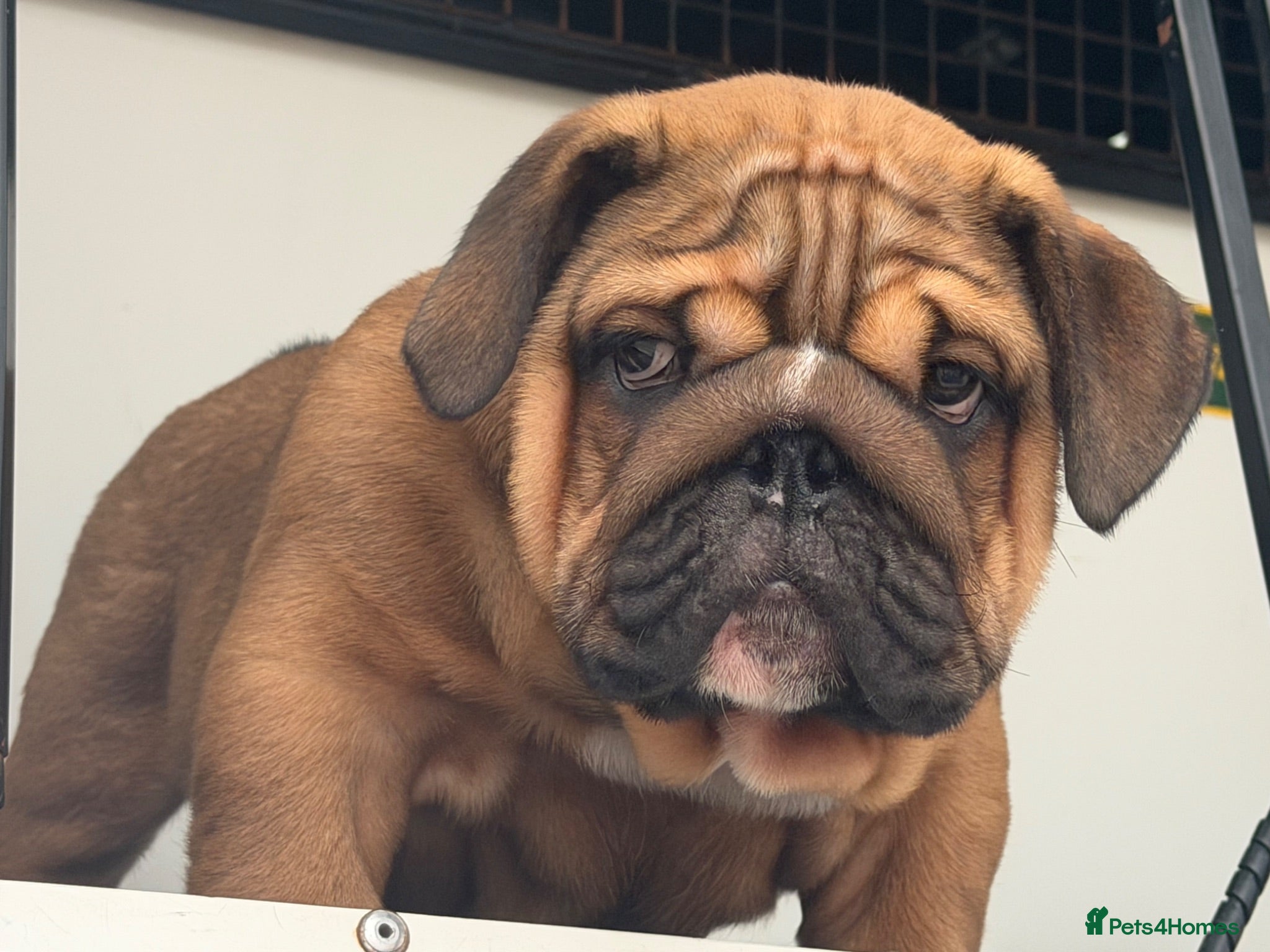 English Bulldog dogs Quality English bulldogs  - Advert 2