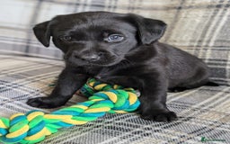 Labrador Retriever dogs for sale: Stunning labrador puppies from good working lines - Advert 29