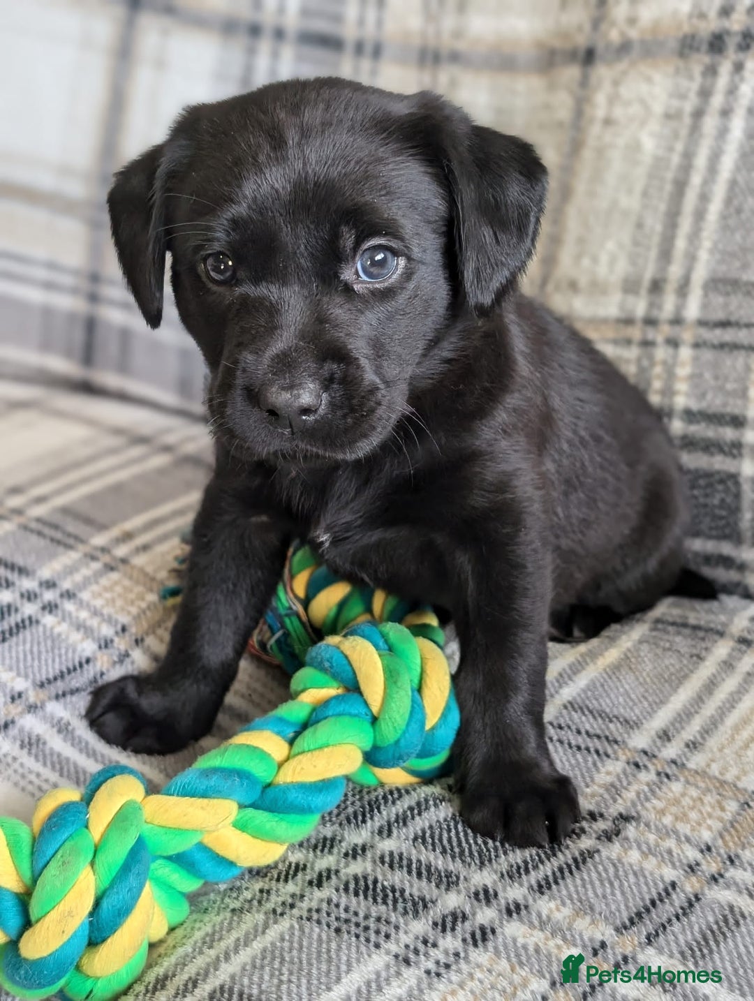 Labrador Retriever dogs for sale: Stunning labrador puppies from good working lines - Advert 29