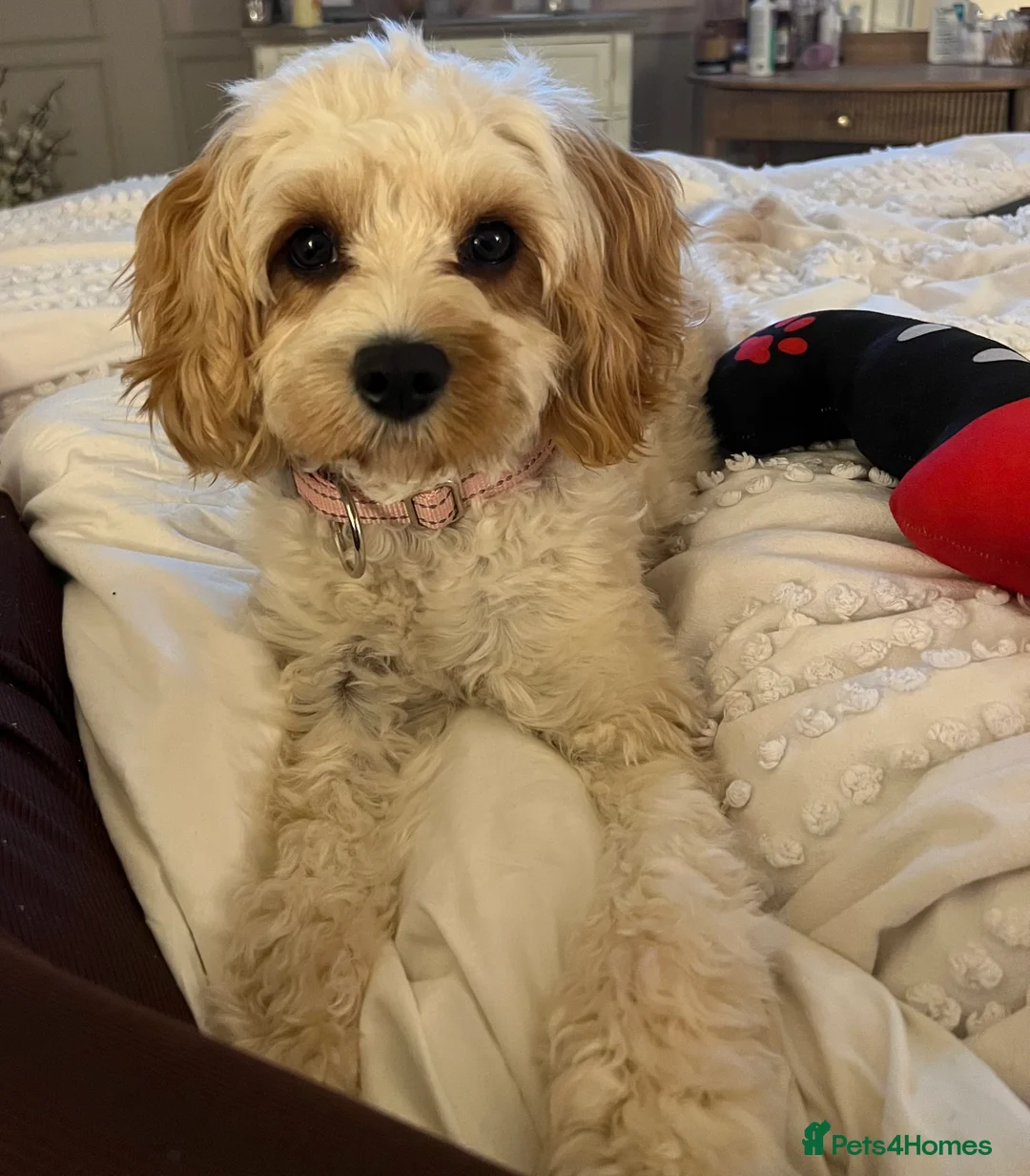 Cavapoo dogs for sale:  EXTRA TINY & CURLY female F2 toy cavapoo puppies - Advert 3