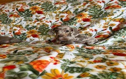 Miniature Dachshund dogs for sale: 5 Miniature dachshund  - Image 6