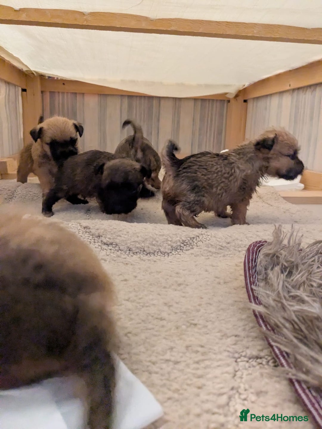 Mixed Breed dogs for sale: Norfolk terrier cross cairn terrier  - Image 15