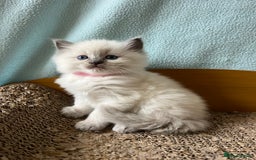 Ragdoll cats for sale: Beautiful blue point kittens - Advert 8