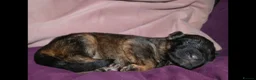 German Shepherd dogs for sale: KC, parents health Tested German shepherd Puppies  - Advert 19