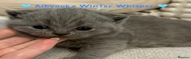 Whisper 