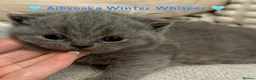 British Shorthair cats for sale: Champ mum and dad. British Blues. Gccf registered - Advert 2
