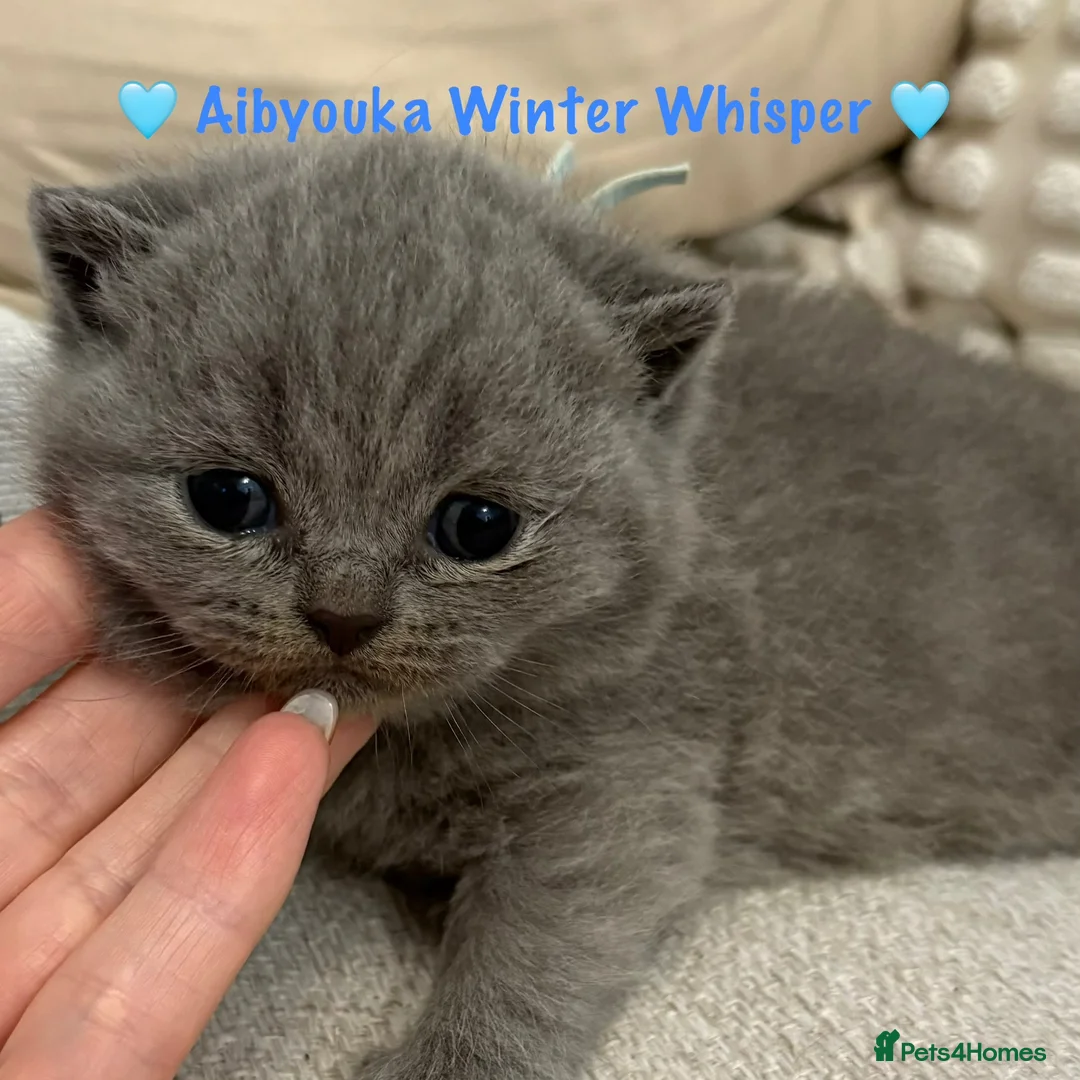 British Shorthair cats for sale: Champ mum and dad. British Blues. Gccf registered - Advert 2