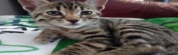 Bengal cats for sale: HomeRaised Bengal x Blue British Shorthair Kittens - Advert 12