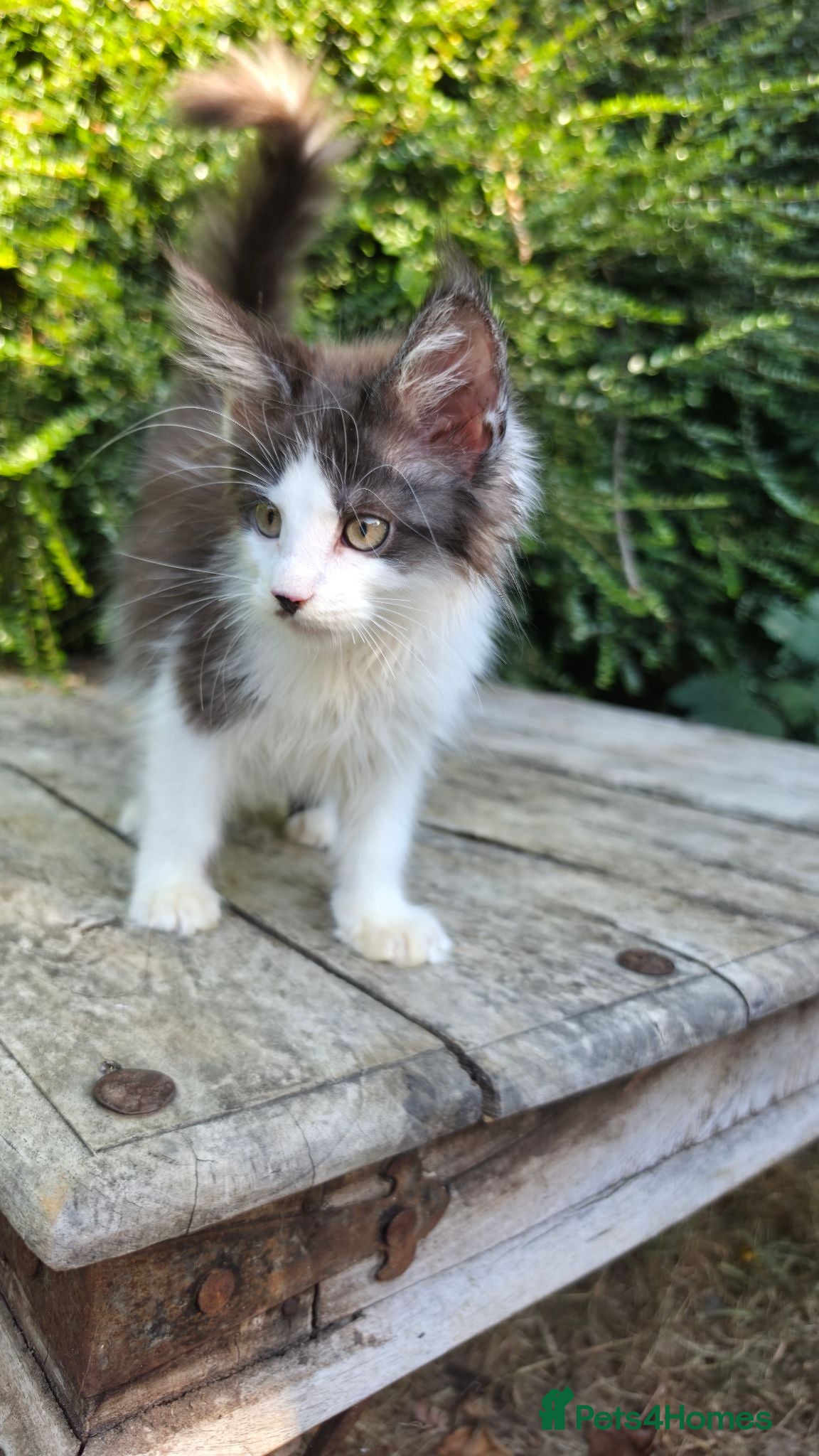 Maine Coon cats Stunning Mainecoons  - Advert 2