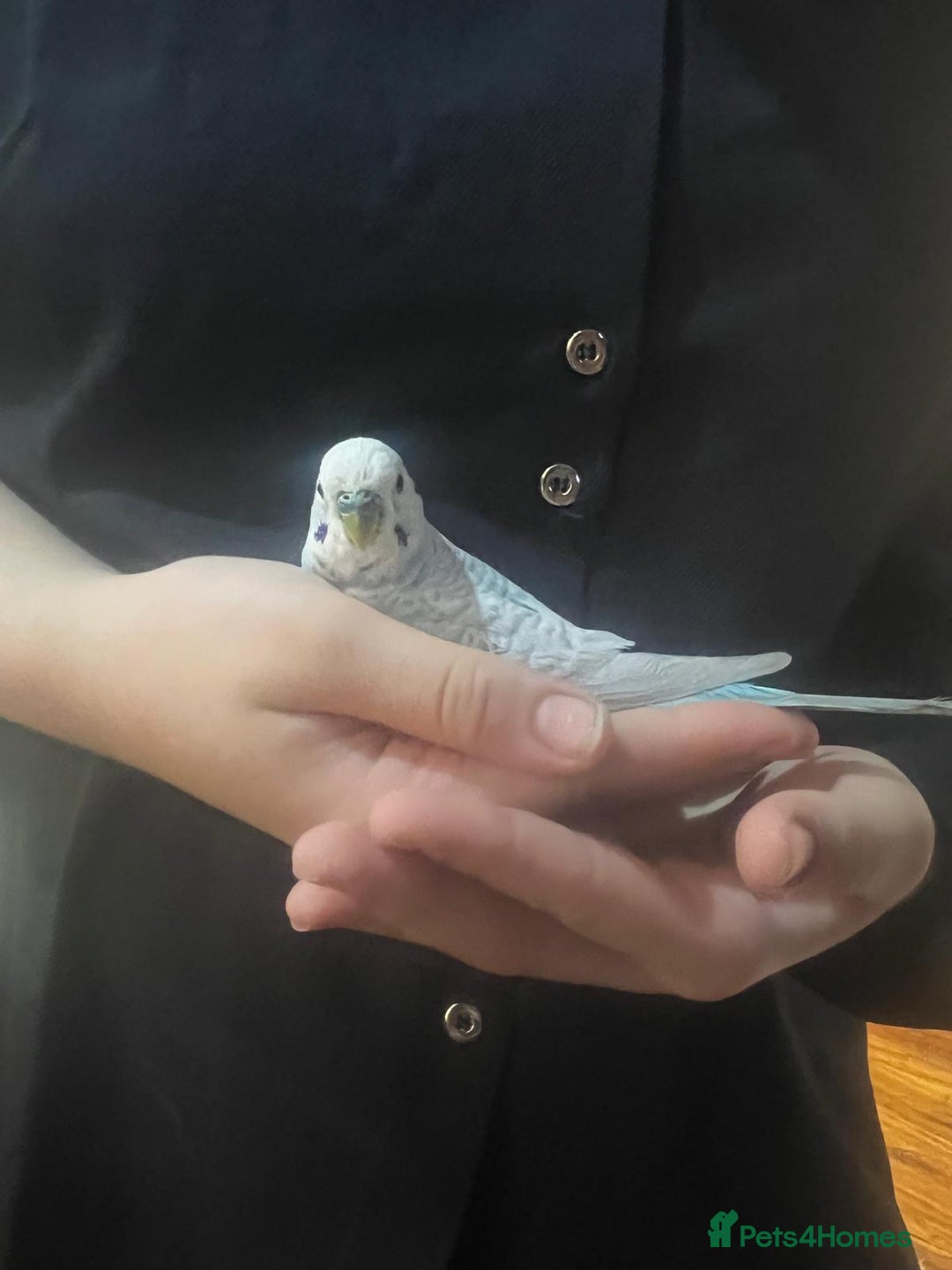 Budgerigars birds for sale: 4 budgies for sale, CHEAP and URGENT ❤ - Advert 3
