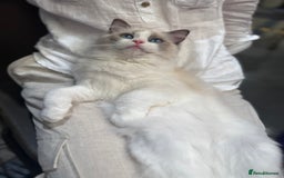 Ragdoll cats for sale: Adorable Ragdoll Kitten Fife Registered Breeder - Image 4
