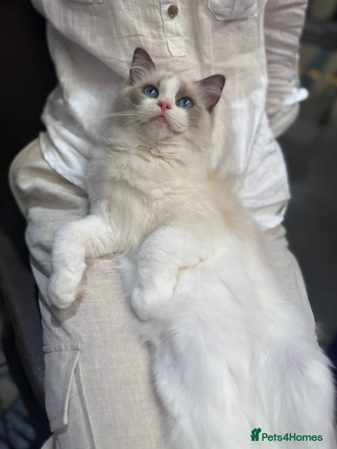 Ragdoll cats for sale: Adorable Ragdoll Kitten Fife Registered Breeder - Image 4