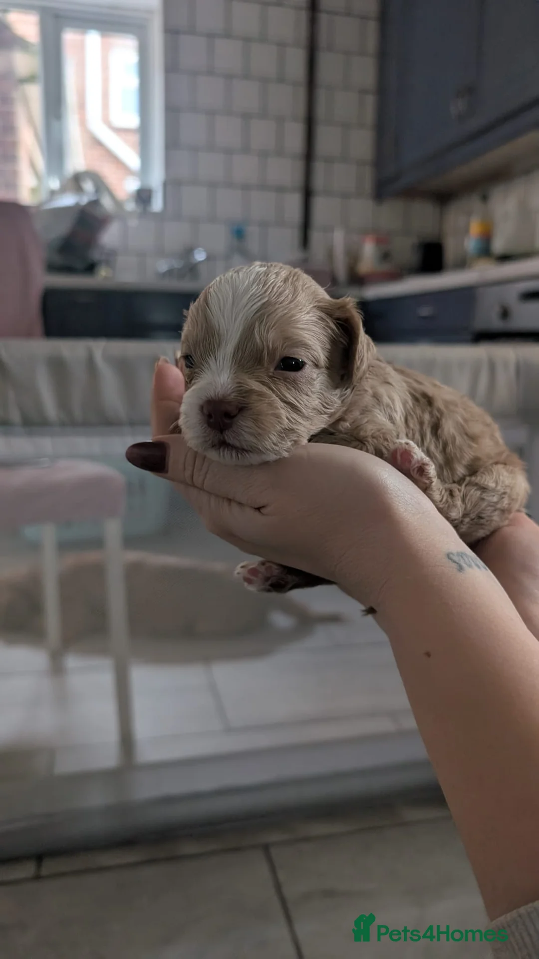 Cockapoo dogs for sale: Cockapoo puppies - Advert 37