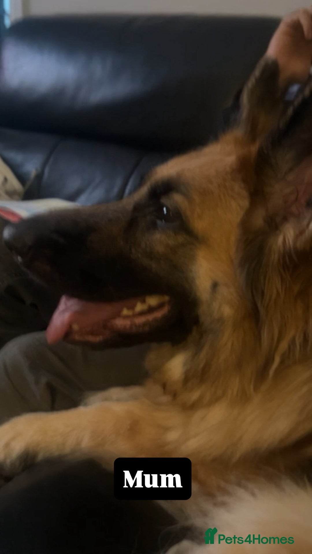 German Shepherd dogs for sale: German shepherd puppies Amber blood line  - Advert 2