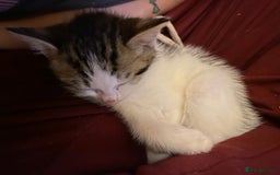 Mixed Breed cats for sale: 4 kittens available mixed breed  - Image 3
