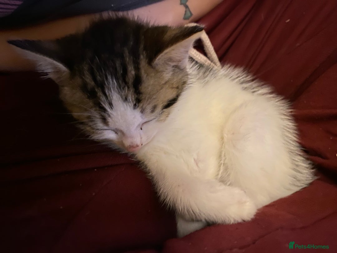 Mixed Breed cats for sale: 4 kittens available mixed breed  - Image 3