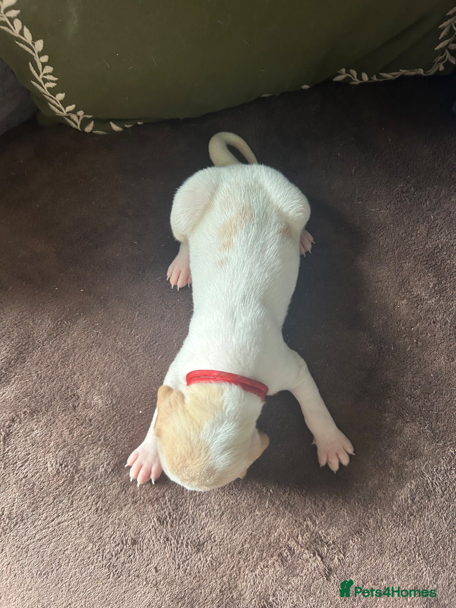 Pointer dogs for sale: KC English Pointer Puppies - Advert 39