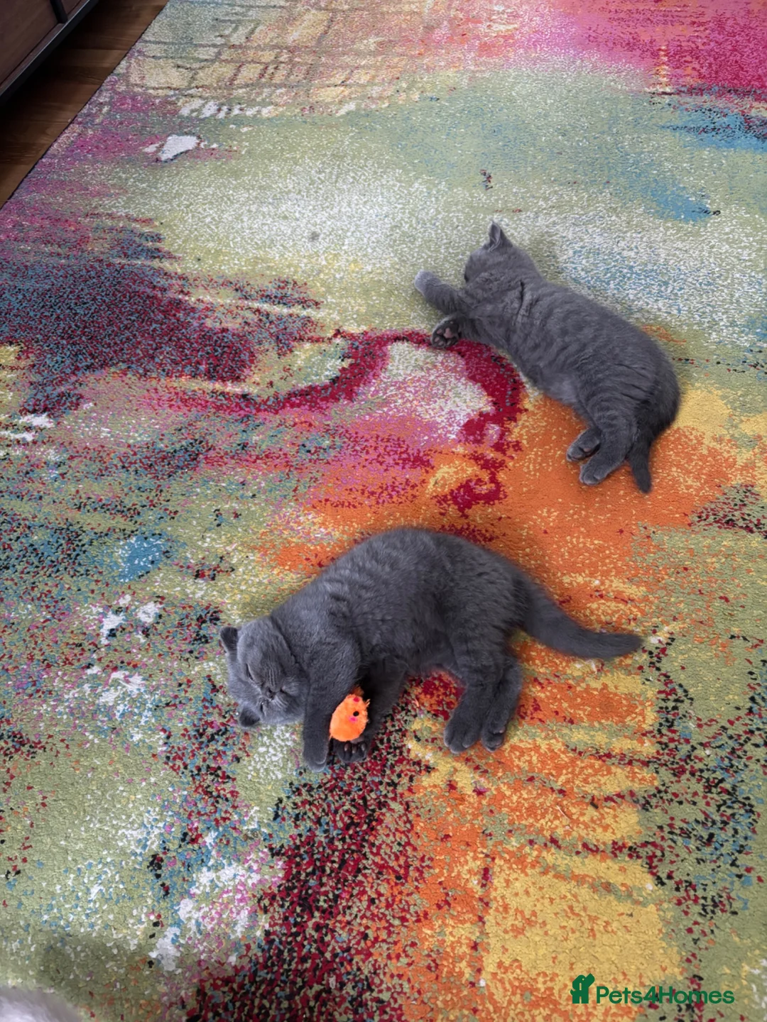 British Shorthair cats for sale: Beautiful Bsh&scottish fold - Advert 20