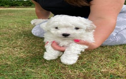 Mixed Breed dogs for sale: Bolonoodle Puppies  - Image 1