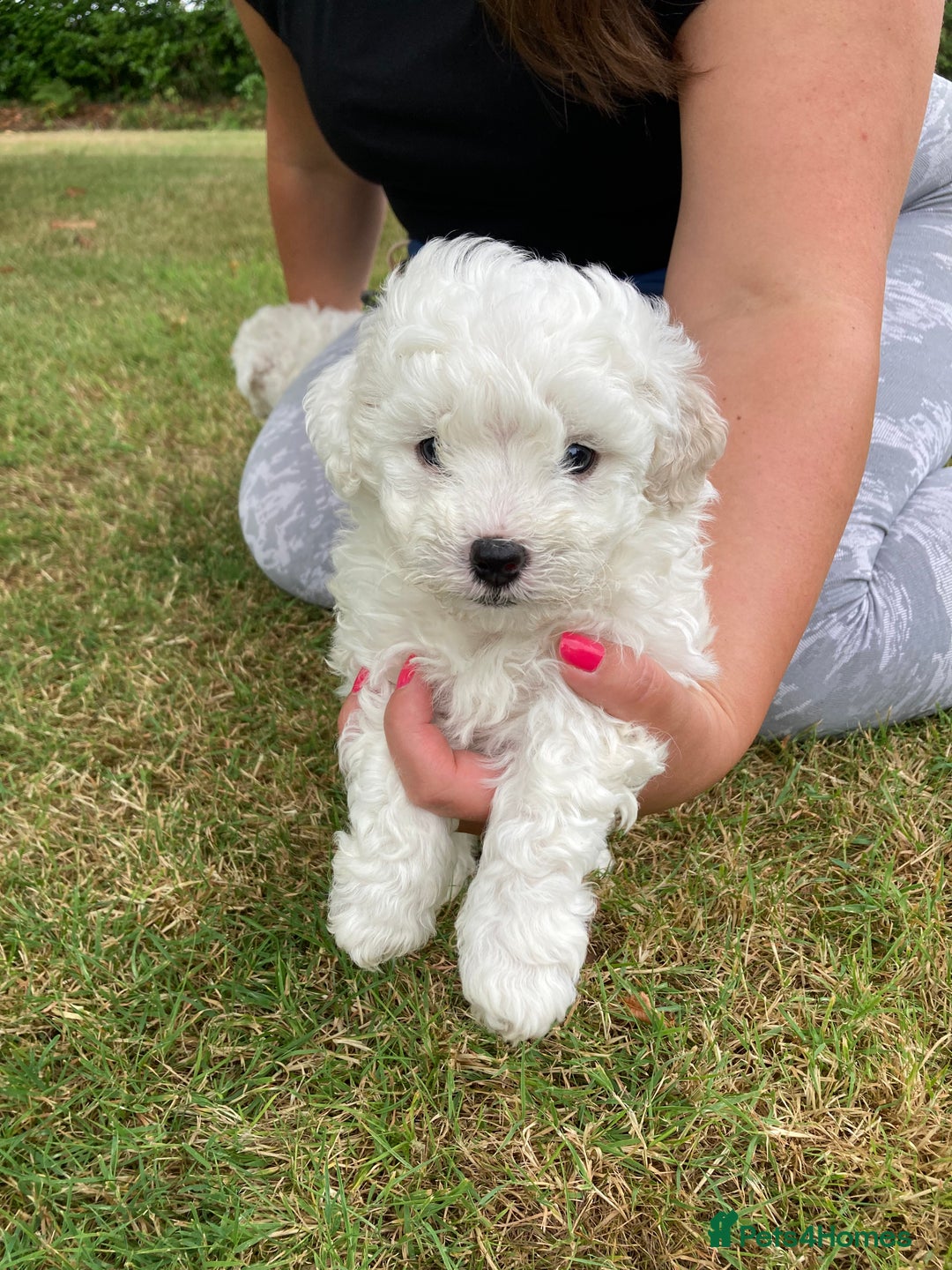Mixed Breed dogs for sale: Bolonoodle Puppies  - Image 1