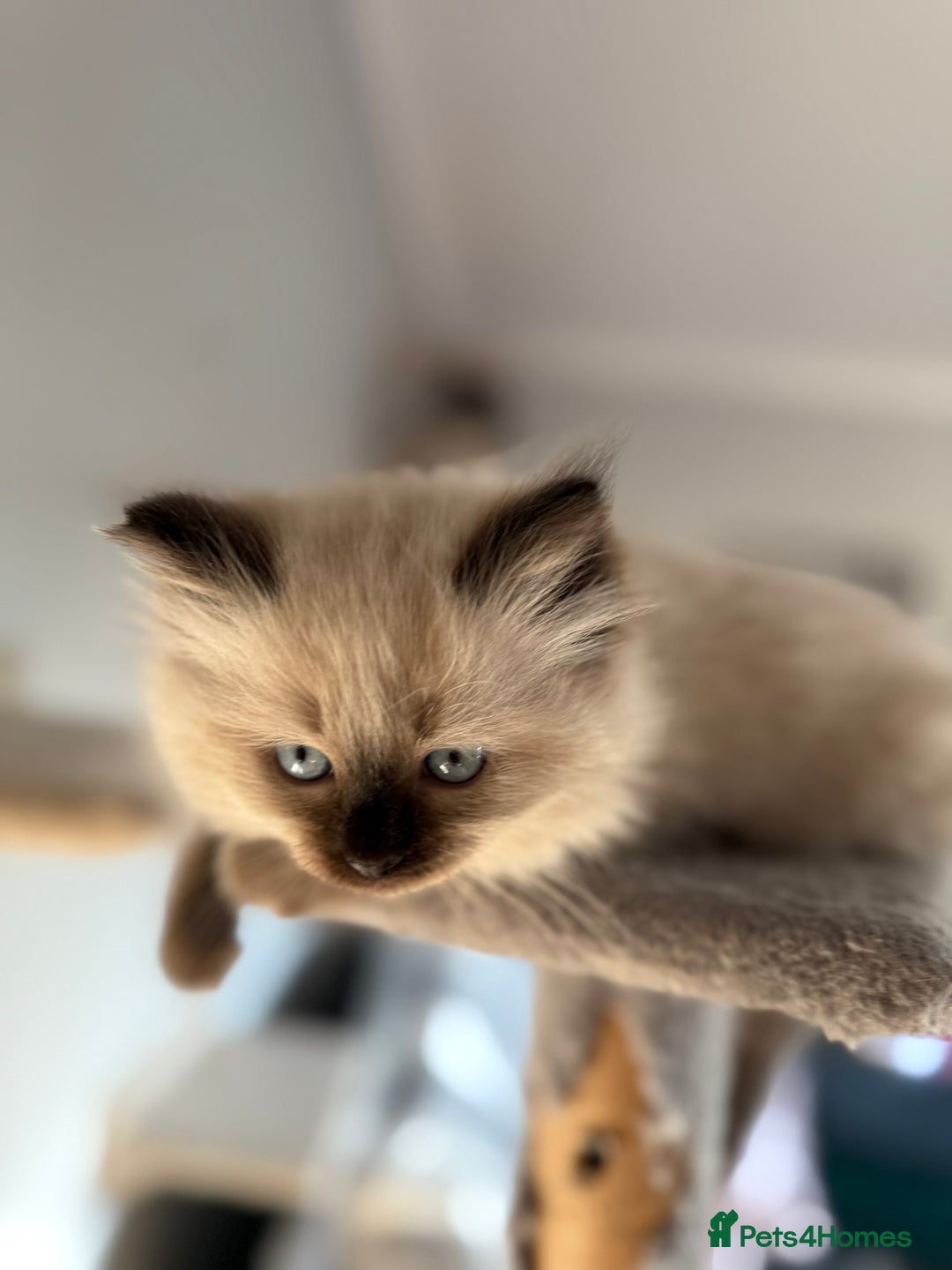 Ragdoll cats for sale: Ragdoll - Advert 11