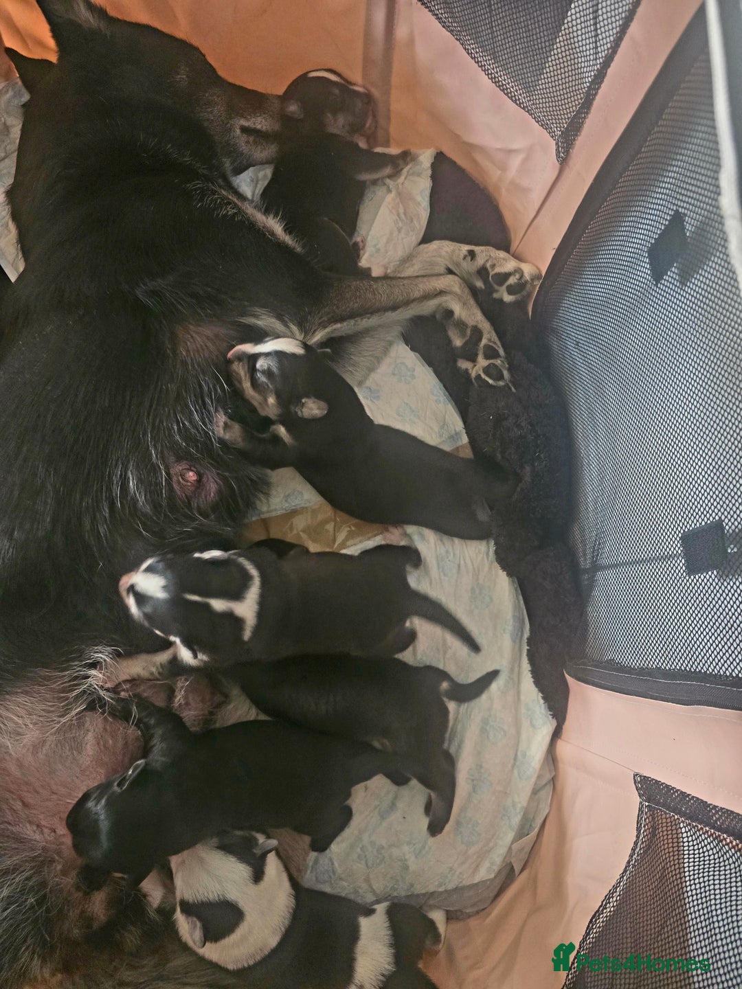 Mixed Breed dogs for sale: Husky Alaskan Golden Retriver   labrador mix pupps - Advert 8